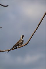 Oena capensis aliena