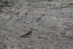 Oena capensis aliena