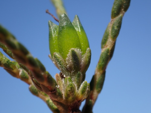 Image of Macrostylis cassiopoides by (c) Ren Hoekstra, some rights reserved (CC BY)