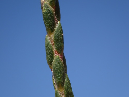 Image of Macrostylis cassiopoides by (c) Ren Hoekstra, some rights reserved (CC BY)