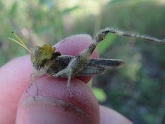 Ecphantus quadrilobus