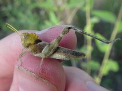 Ecphantus quadrilobus