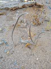 Peniocereus striatus