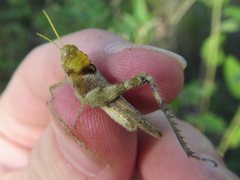 Ecphantus quadrilobus