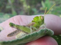 Ecphantus quadrilobus