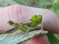 Ecphantus quadrilobus