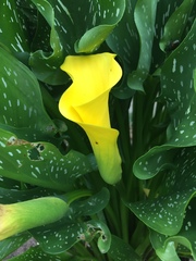 Zantedeschia
