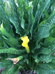Zantedeschia