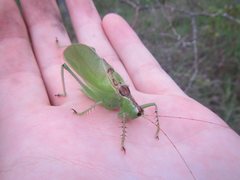 Hexacentrus mundurra