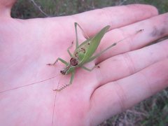 Hexacentrus mundurra