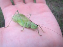 Hexacentrus mundurra