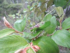 Hexacentrus mundurra