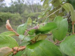 Hexacentrus mundurra