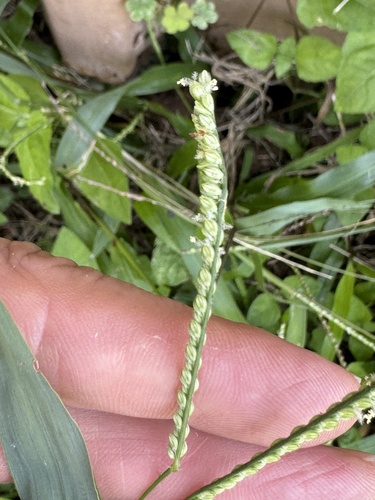 Image of Paspalum langei by (c) Dan Johnson, some rights reserved (CC BY)