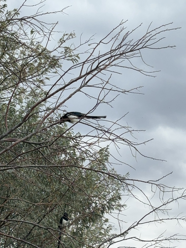 iNaturalist observation 2024-09-16