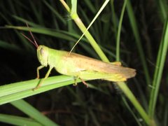 Adlappa erythroptera