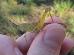 Adlappa erythroptera