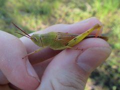 Adlappa erythroptera