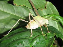 Caedicia pictipes
