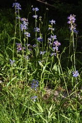 Penstemon rydbergii