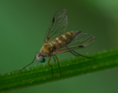 Chrysopilus asiliformis