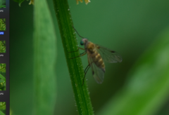 Chrysopilus asiliformis