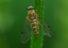 Chrysopilus asiliformis