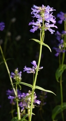 Penstemon rydbergii