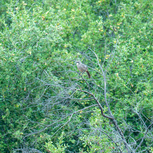 iNaturalist observation photo of California Thrasher