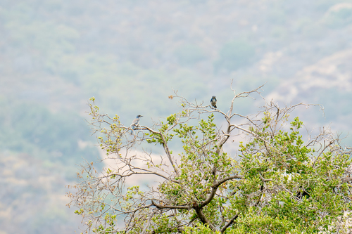 iNaturalist observation photo of California Scrub-Jay