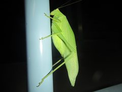 Caedicia pictipes