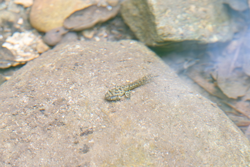 iNaturalist observation photo of California Tree Frog