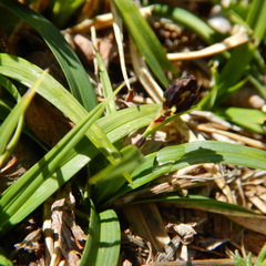 Carex microchaeta