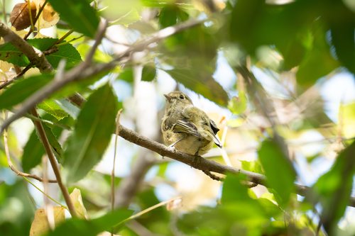 iNaturalist observation photo of Hutton's Vireo