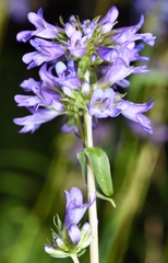 Penstemon rydbergii