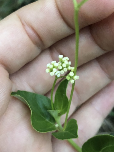 Boerhavia albiflora observed 2024-09-17