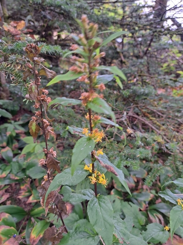 Image of Solidago macrophylla by (c) Bob Schwartz, some rights reserved (CC BY)
