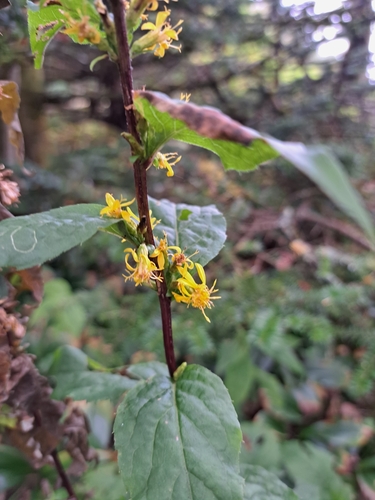 Image of Solidago macrophylla by (c) Bob Schwartz, some rights reserved (CC BY)