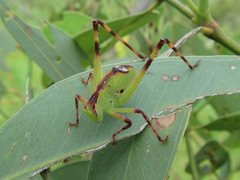 Caedicia pictipes