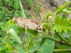Austracris basalis