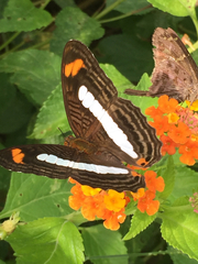 Adelpha iphiclus