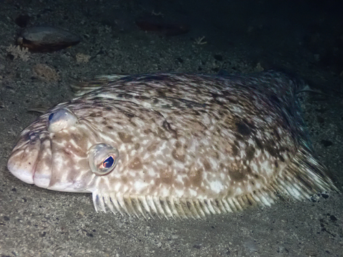 Atlantic Halibut