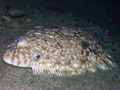Atlantic Halibut photo 2