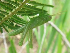 Austracris basalis
