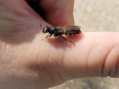 Myzinum carolinianum