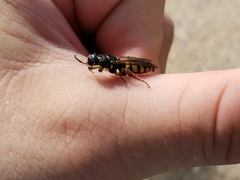 Myzinum carolinianum