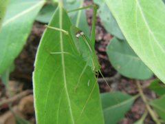 Caedicia pictipes