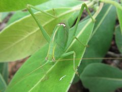Caedicia pictipes
