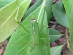 Caedicia pictipes