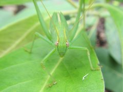 Caedicia pictipes